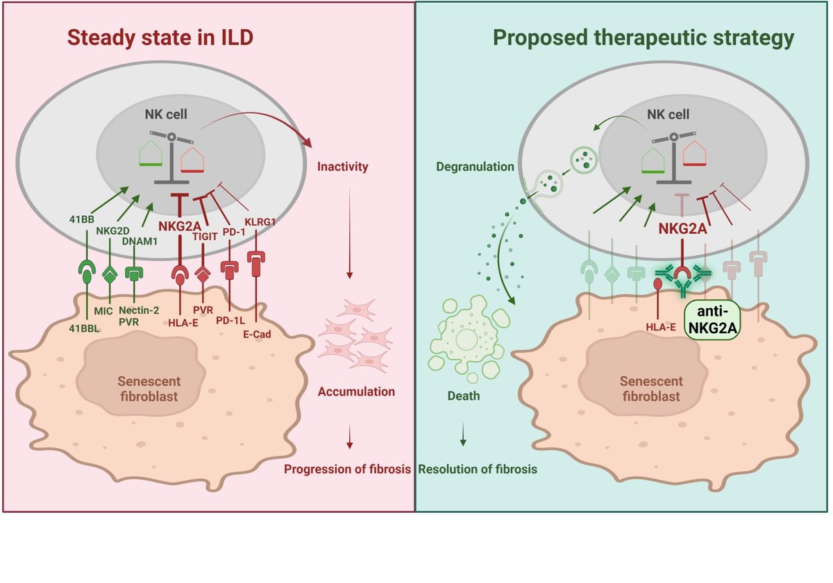 Unlocking the Lung’s Ability to Heal: NK Cell Immunotherapy offers New ...